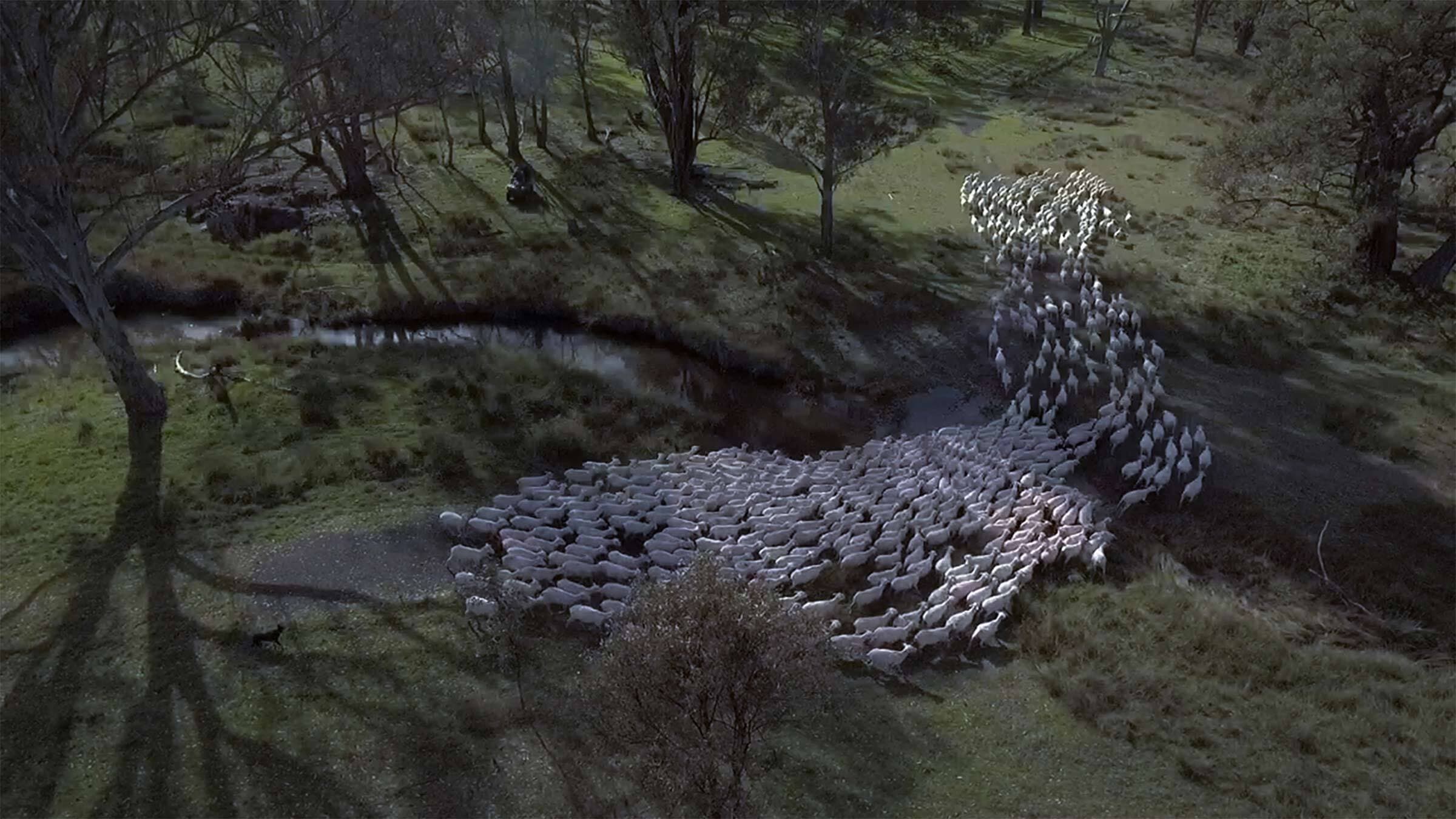 A birds-eye view of sheep crossing a river.