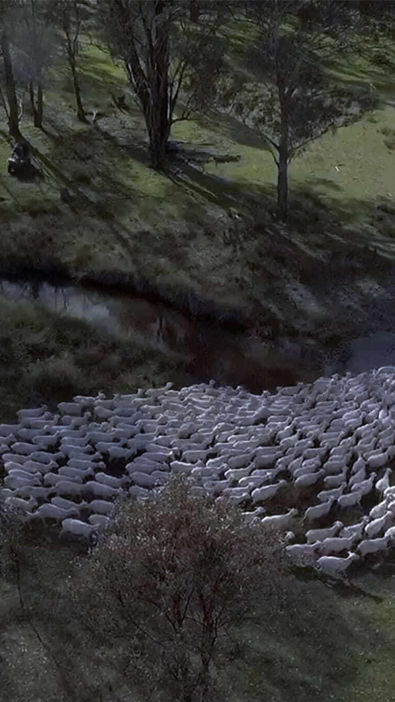A birds-eye view of sheep crossing a river.
