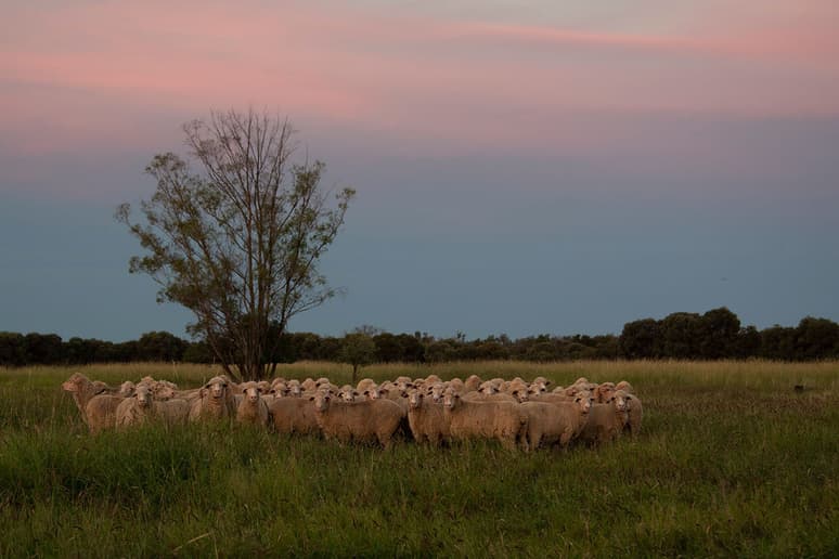 Sunsetting on sheep