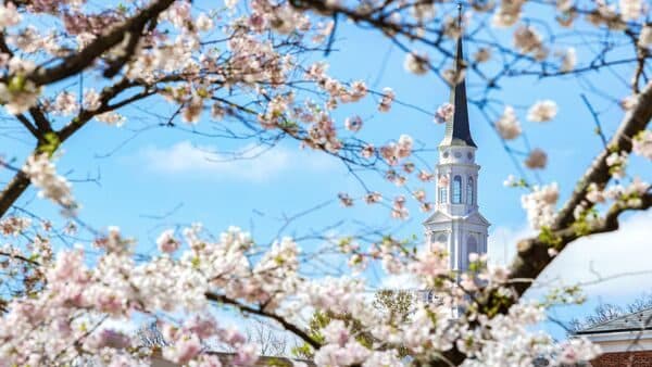 Cherry blossoms in the foreground frame the steeple of the Memorial Chapel