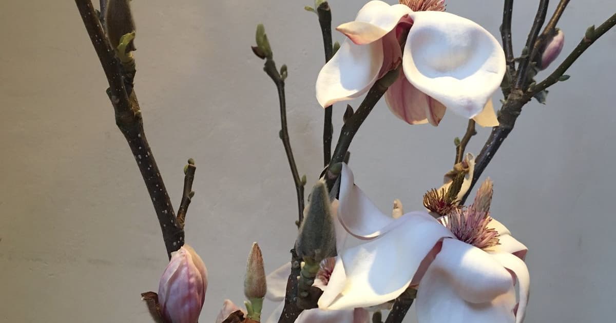 Arca announces new album titled 'Reverie' | DMY