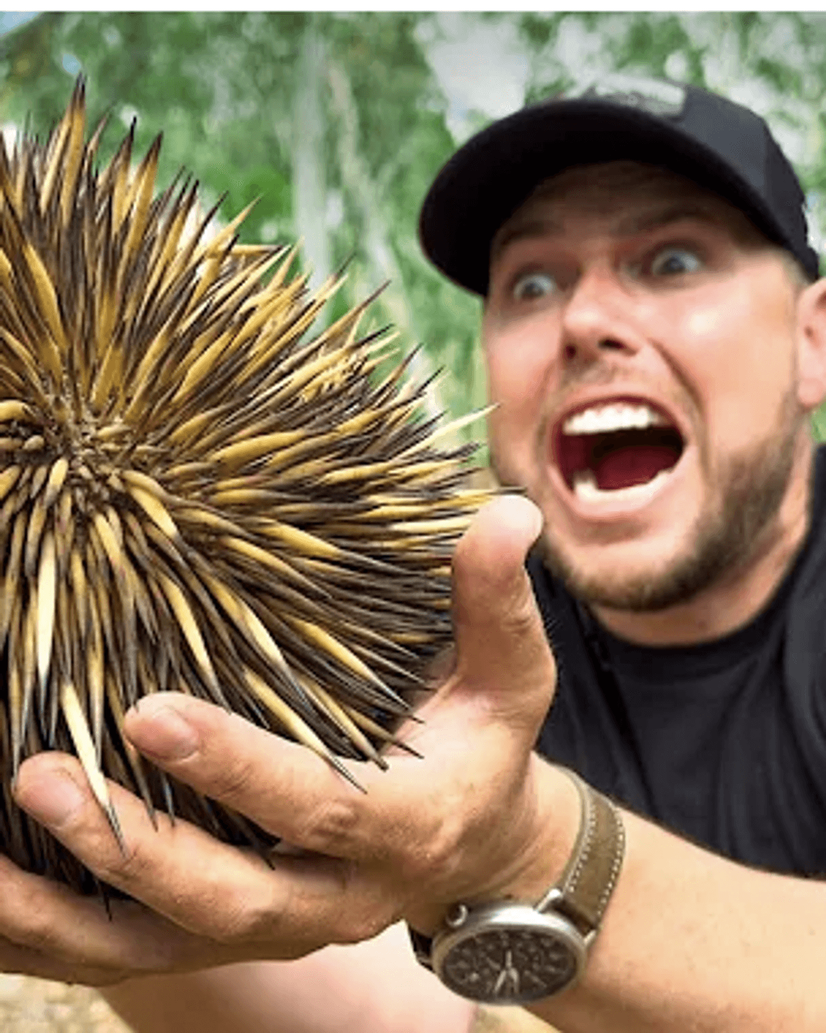 Person holding an echidna with a scared expression.