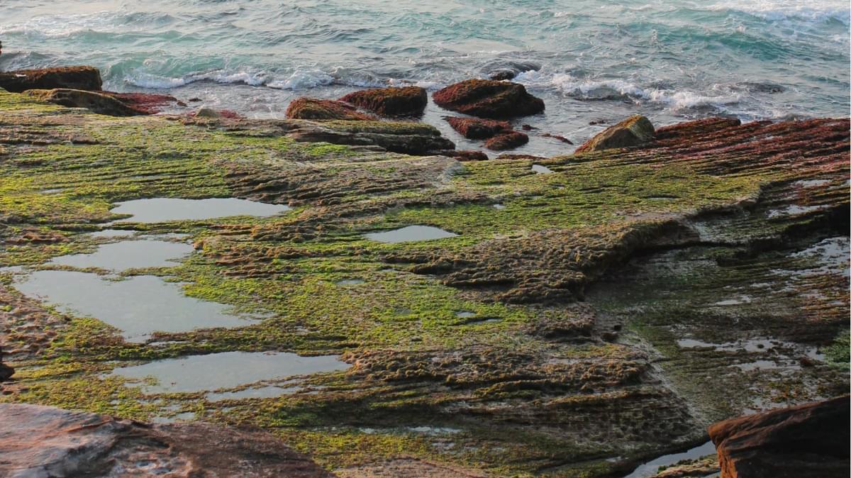 Algae Sea Front 09