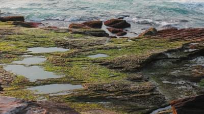 Algae Sea Front 09