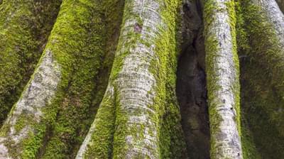 Moss Tree Lichen 08