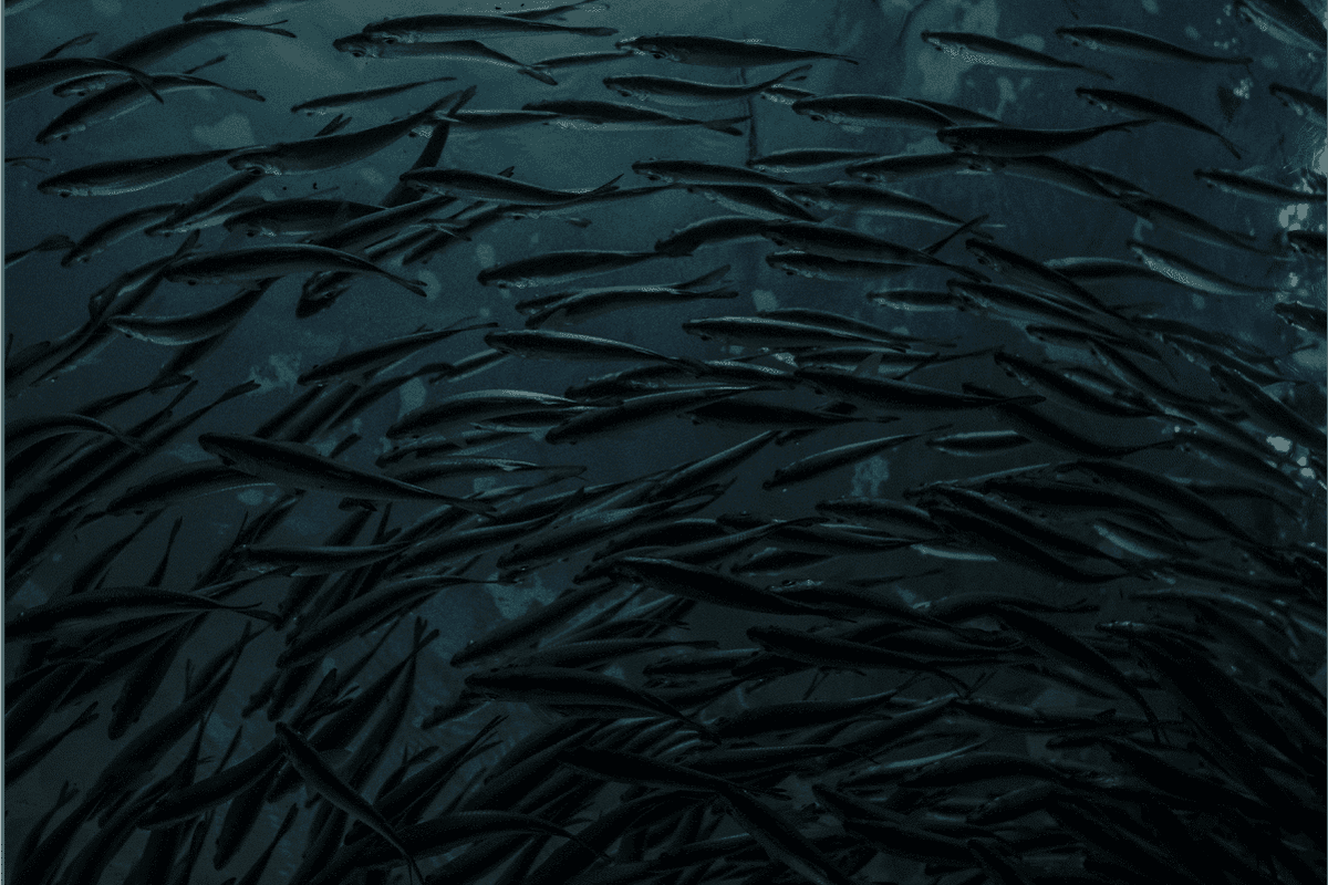 Fish counter background