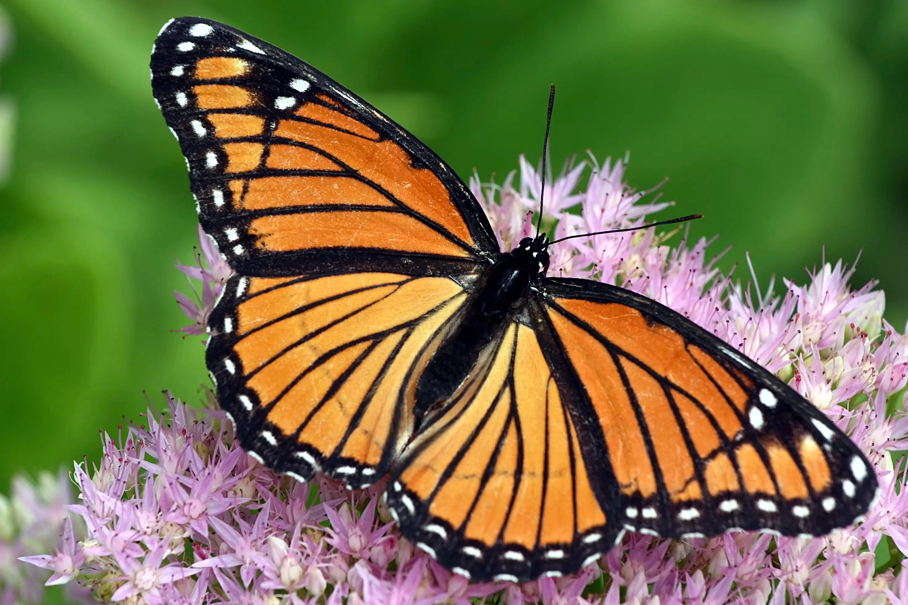 Strong heritage brands are like monarch butterflies