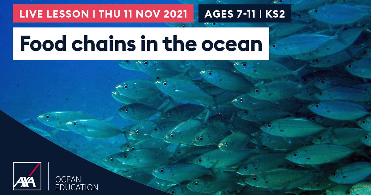 Food chains in the ocean | Encounter Edu