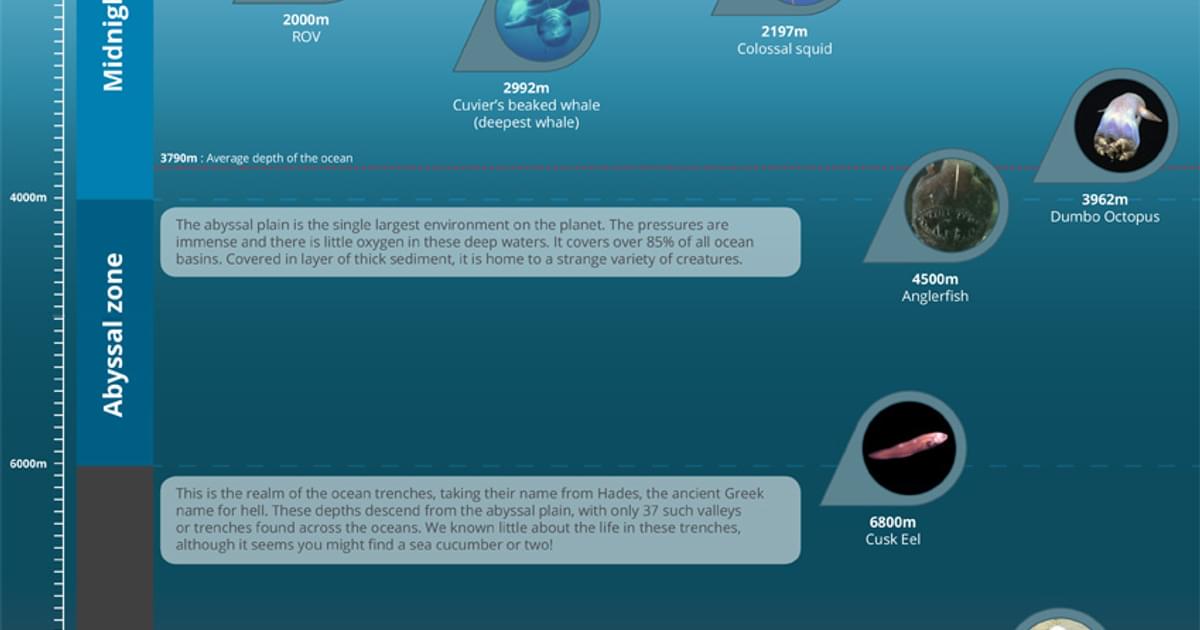 what animals live in the deep ocean encounter edu