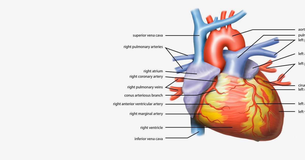 Lesson The Heart External Structure Encounter Edu Lesson The Heart External Structure Encounter Edu