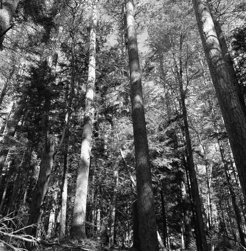 A photo of tall trees in the forest.