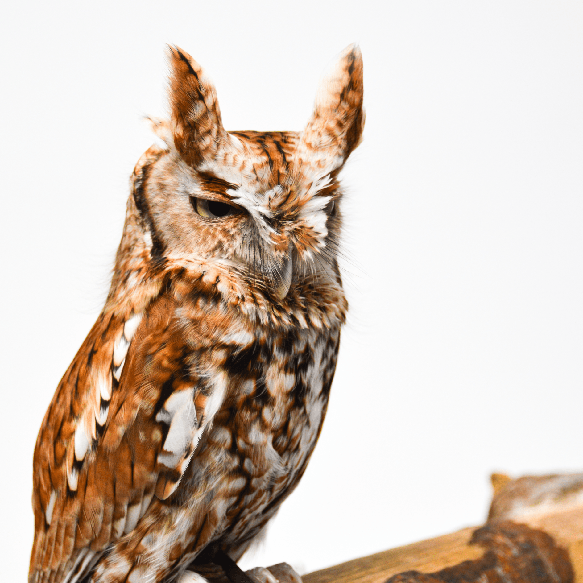 Lucy | Eastern Screech Owl