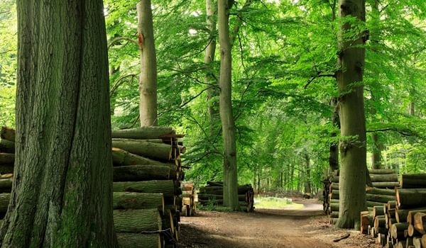 I Stock 157314571 1200 x 600