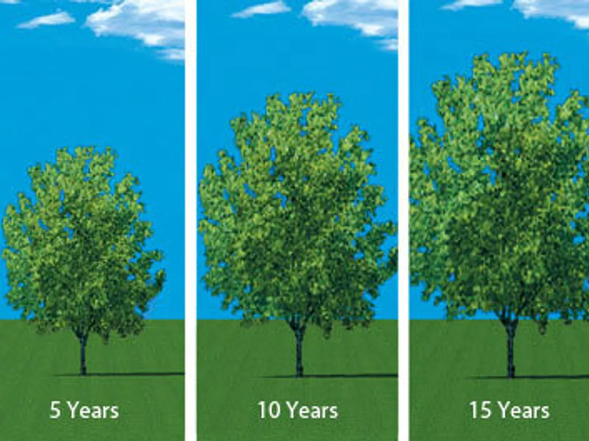 Plant growth over time