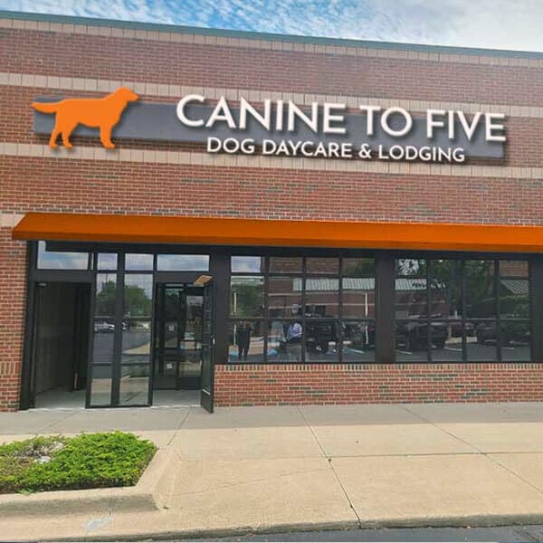 Canine to Five