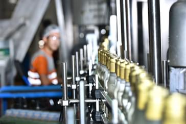 wine bottles moving on a production line in manufacturing