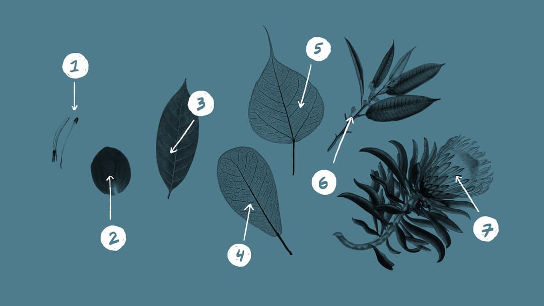An illustration of 7 plants representing 7 years of Good Work