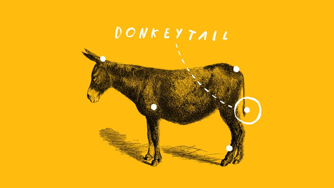 A picture of a donkey with the tail circled and labelled as a donkeytail