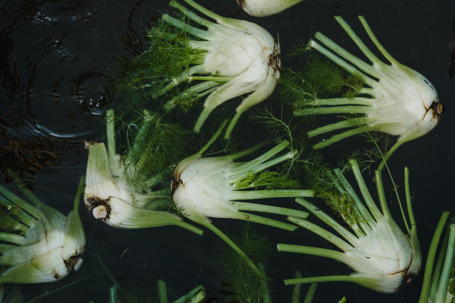 Environ Fennel Landscape 2018