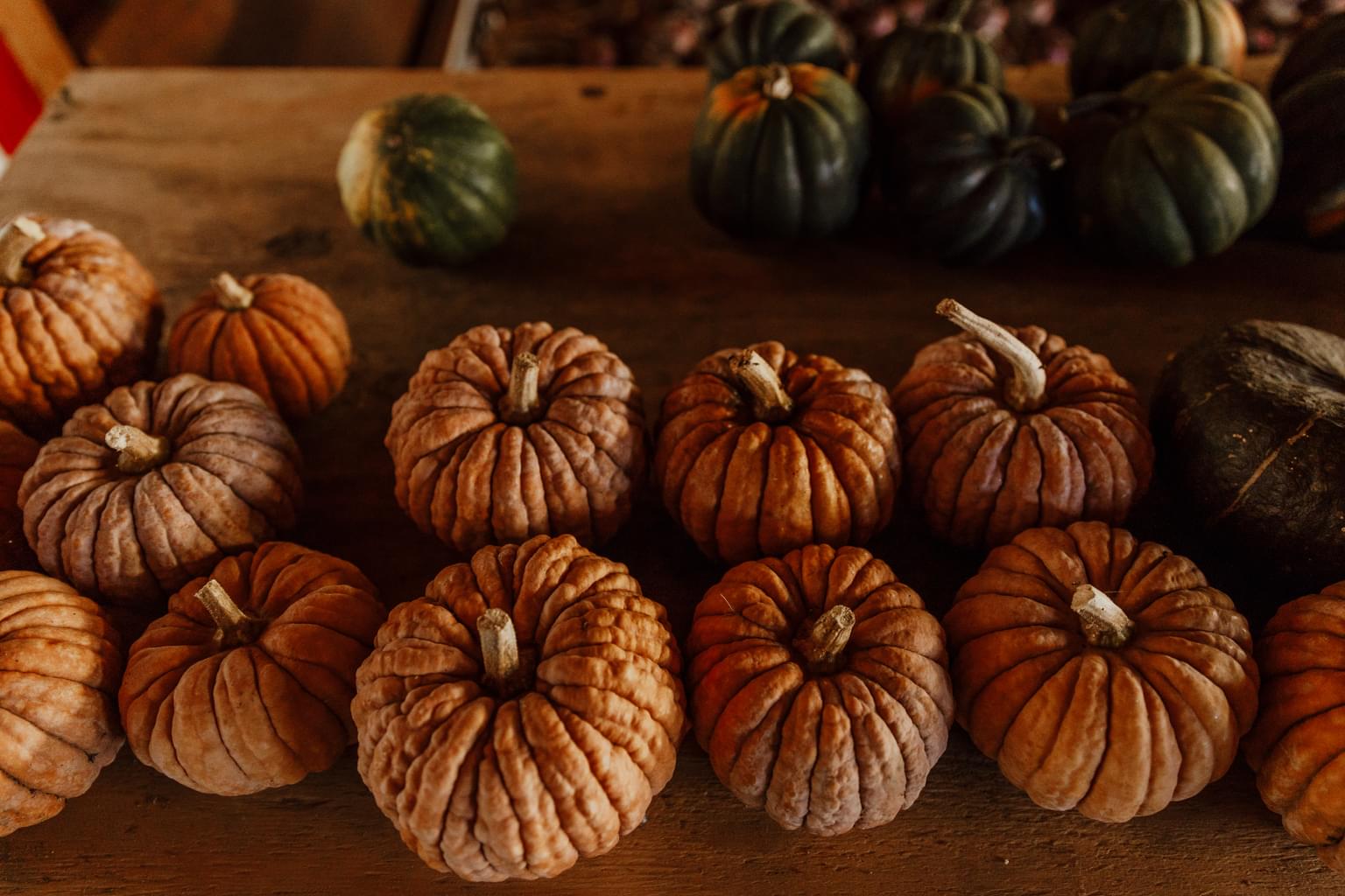 Environ Kabocha Landscape 2018