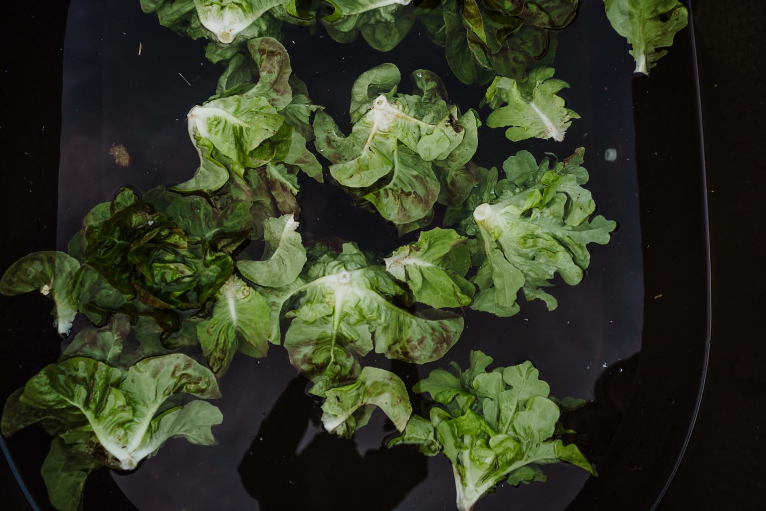 Environ Lettuce In Water Landscape 2018