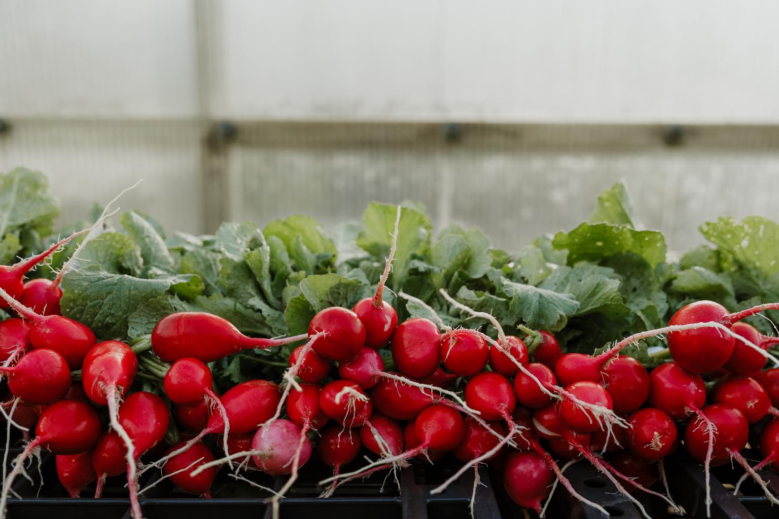 Environ Radish Landscape 2018