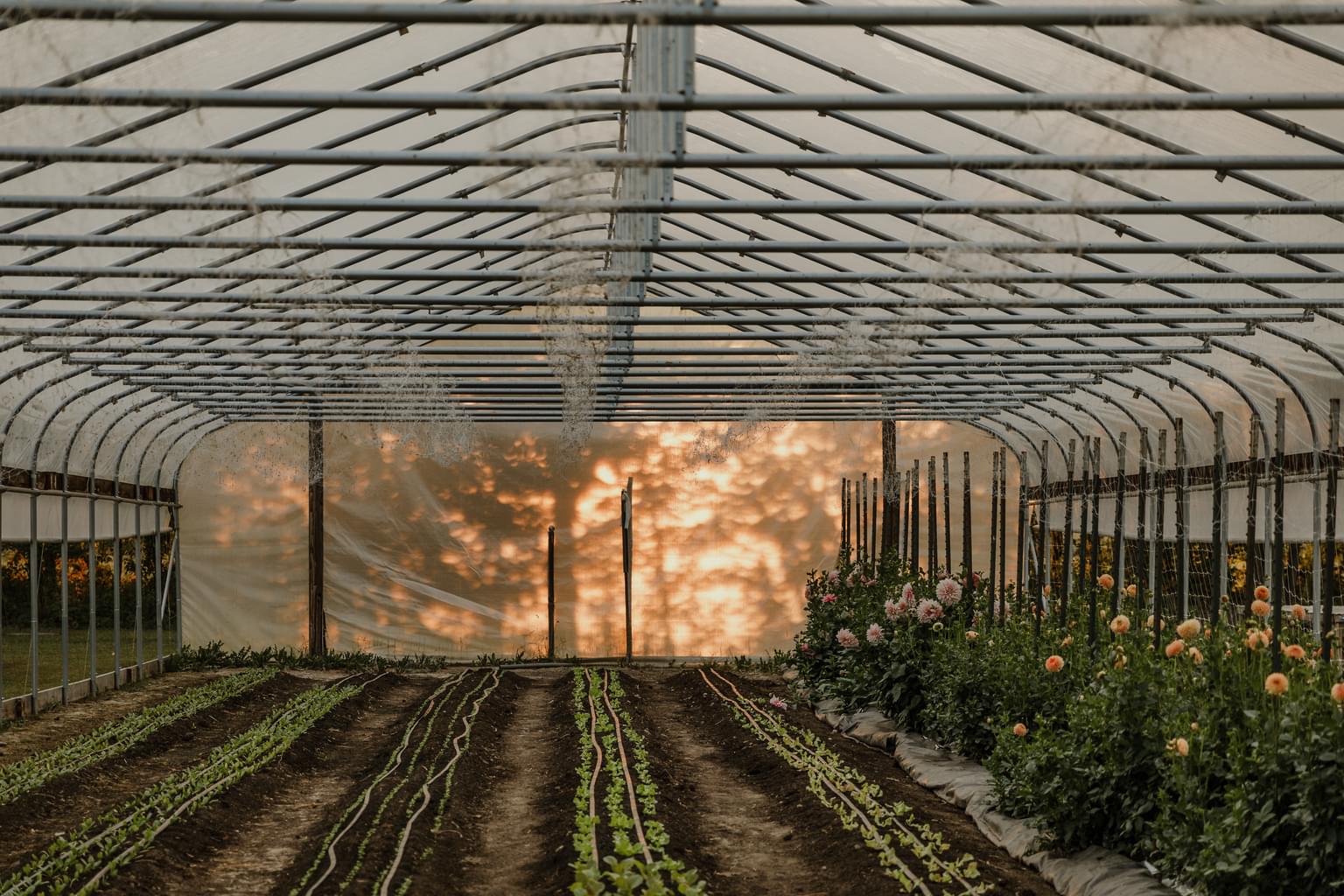 Environ Beauty Hoops Landscape 2018