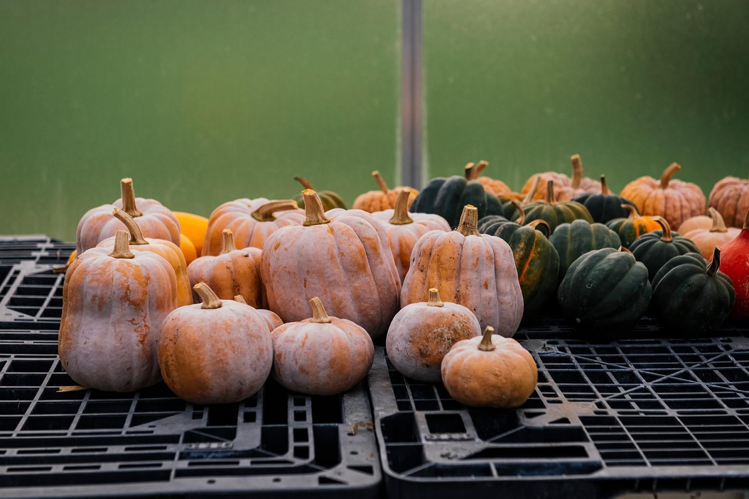 Aug 2024 Field EB 159