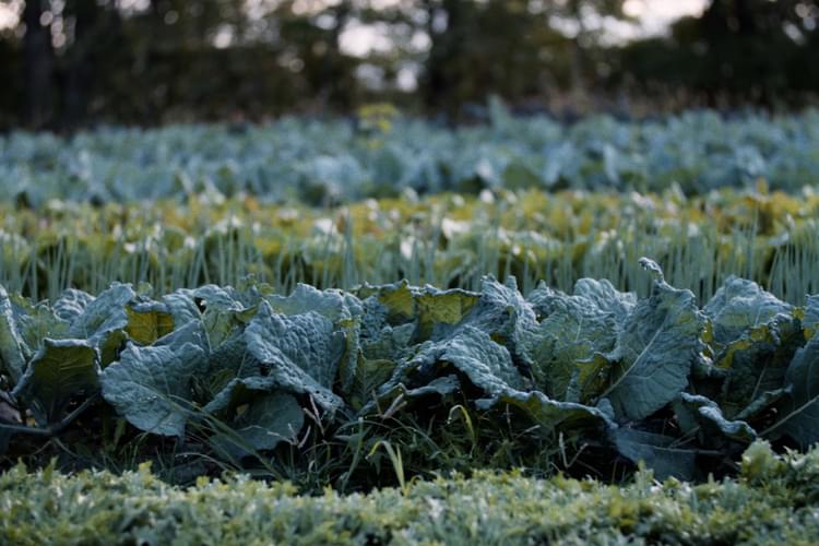 Granor Farm Homepage Mobile Slideshow1