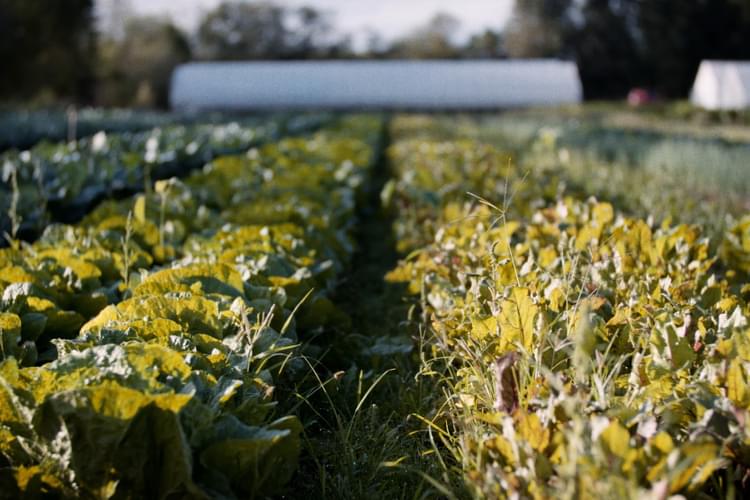 Granor Farm Homepage Mobile Slideshow2