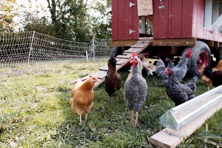 Granor Farm Homepage Mobile Slideshow3