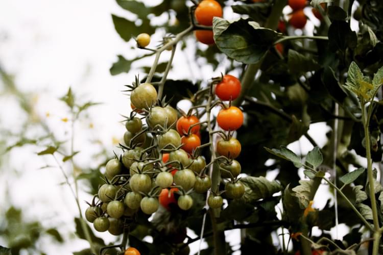 Granor Farm Homepage Mobile Slideshow8