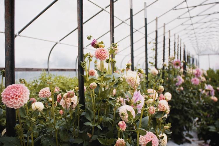 Granor Farm Homepage Mobile Slideshow9