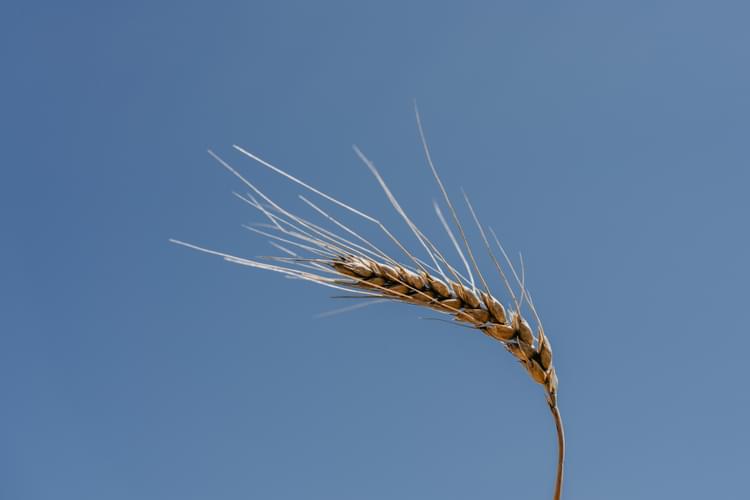 158 Granor Wheat2018
