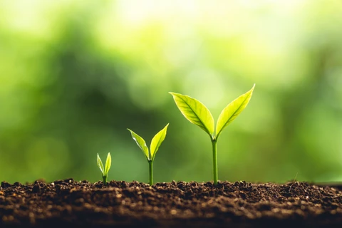 Invest in Green Lithium