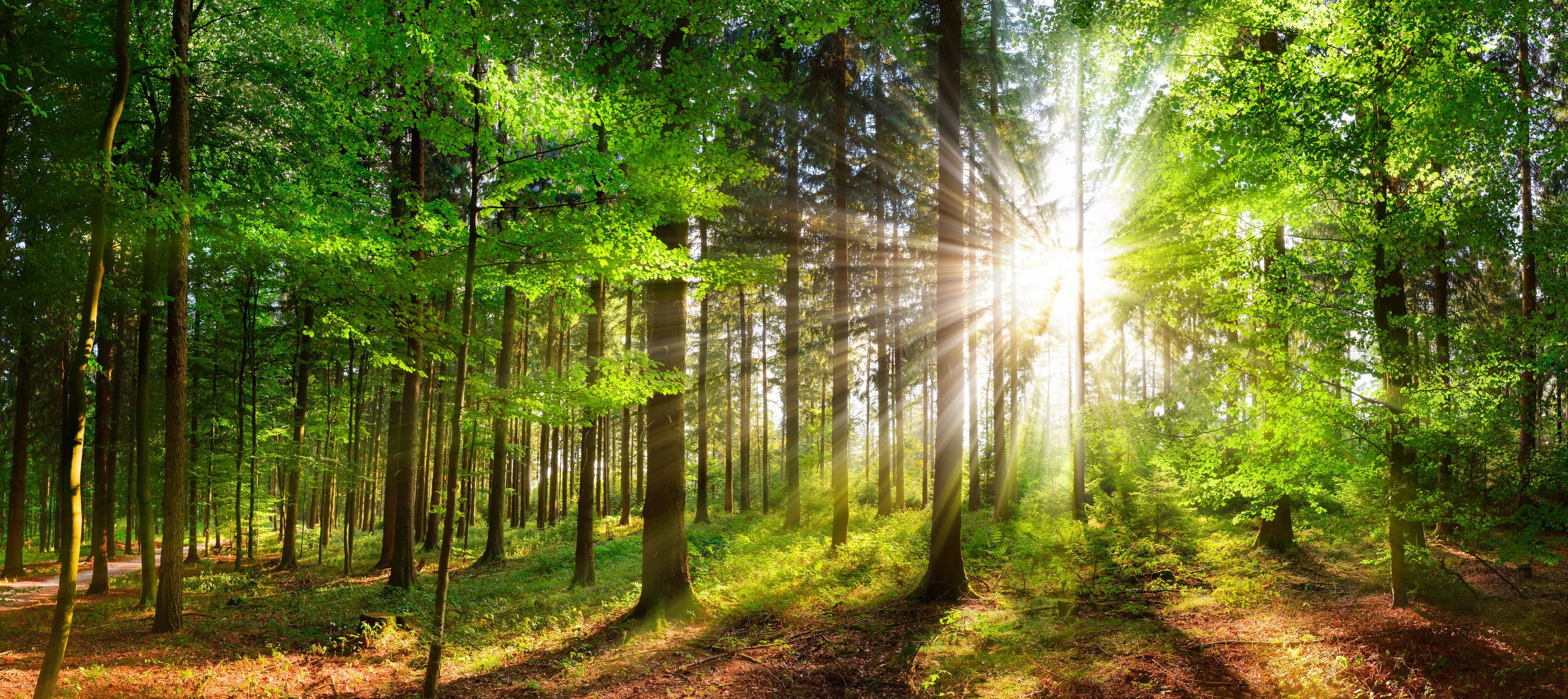 Forest with sunlight through trees