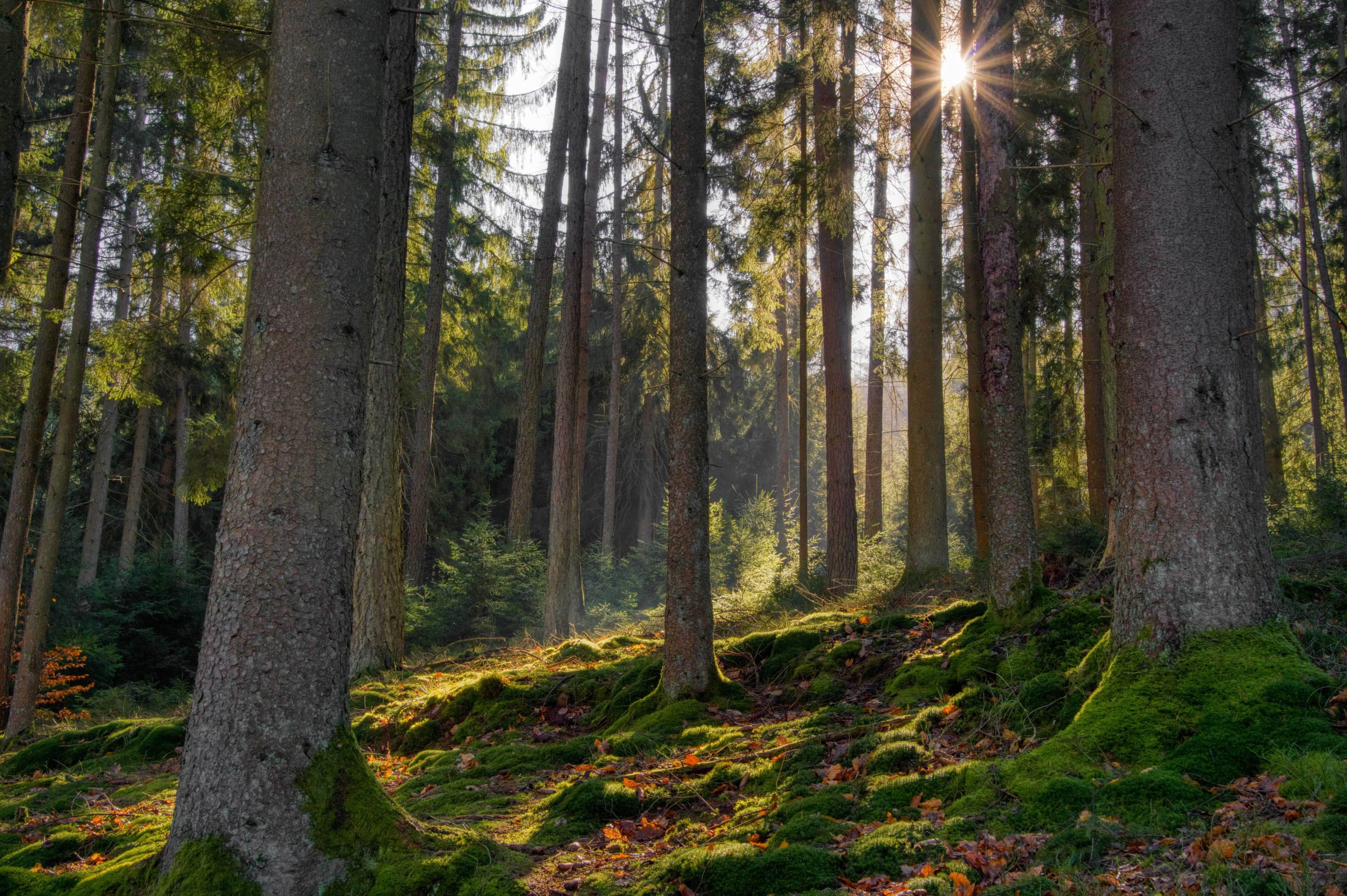 Forest with sunlight through trees