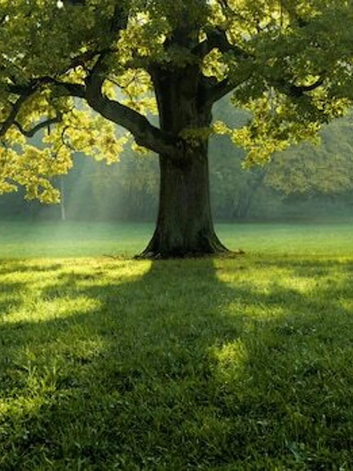 Beautiful tree middle field covered with grass with tree line background 181624 29267