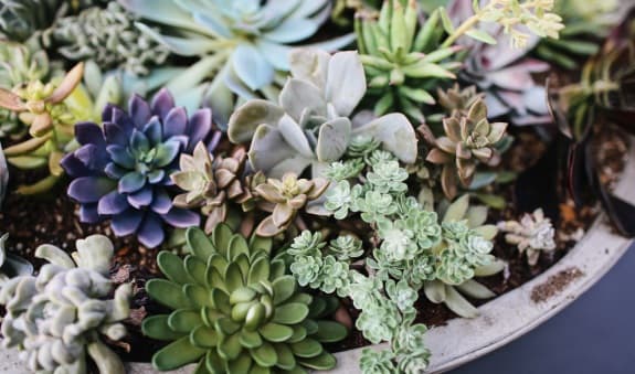 Succulents