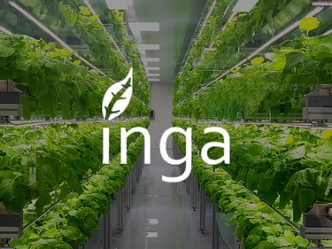 Inga
