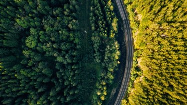 Nature Forest
