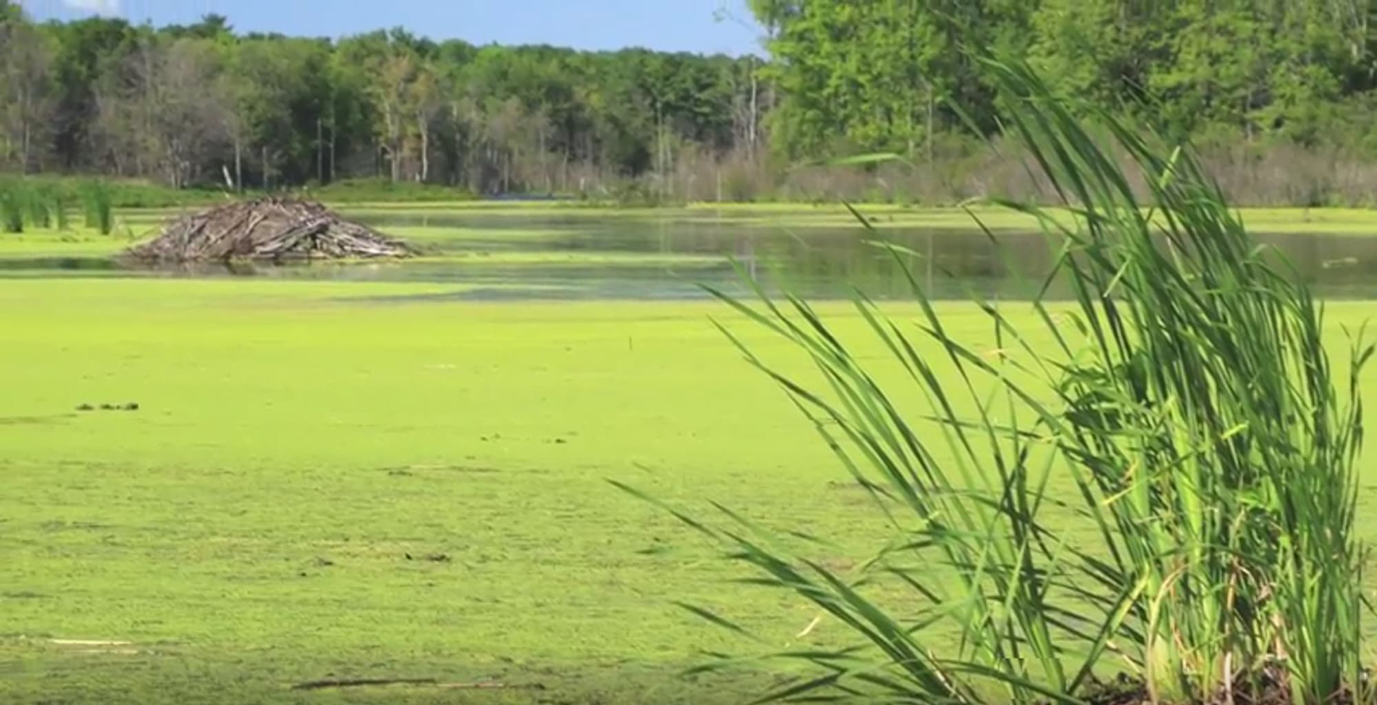 Algae video still