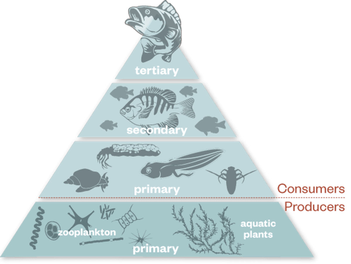 Algae layers