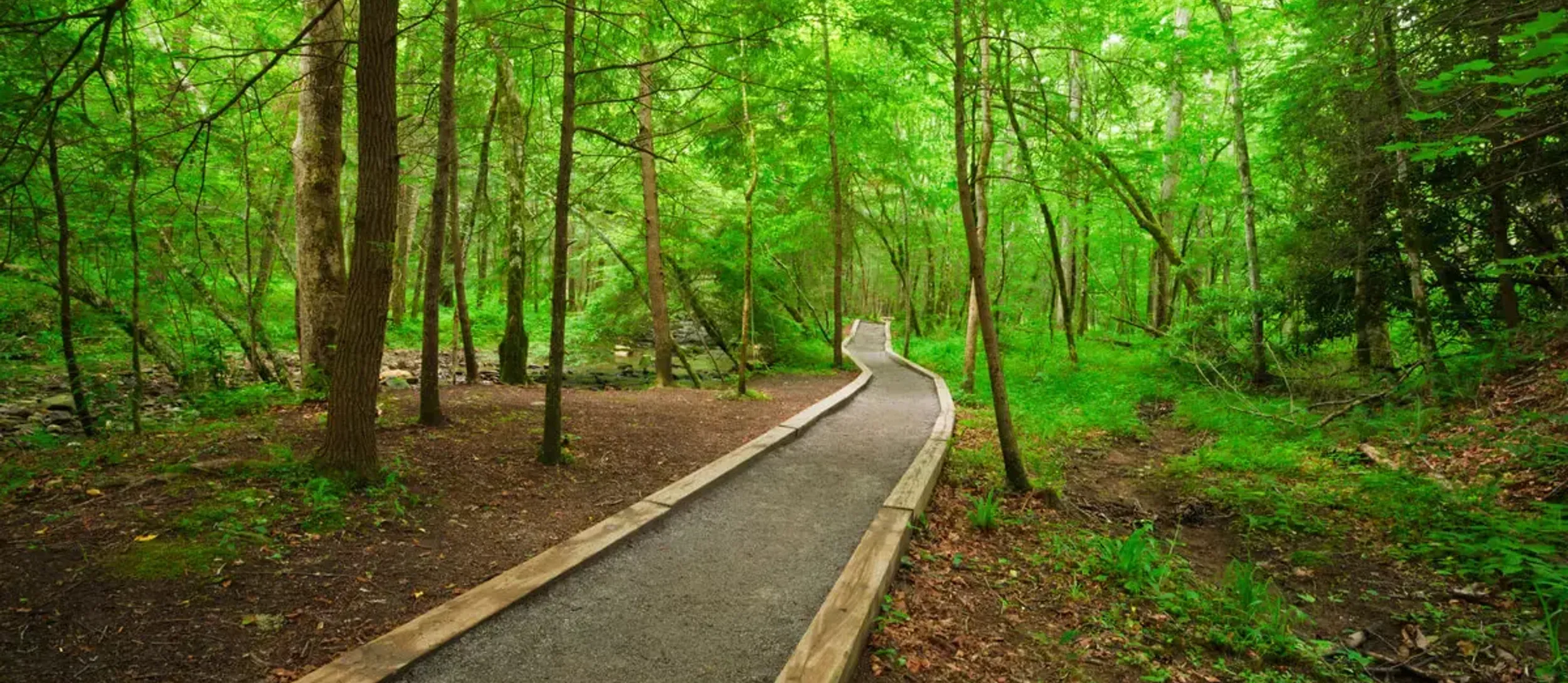 Smoky mountain hiking trail