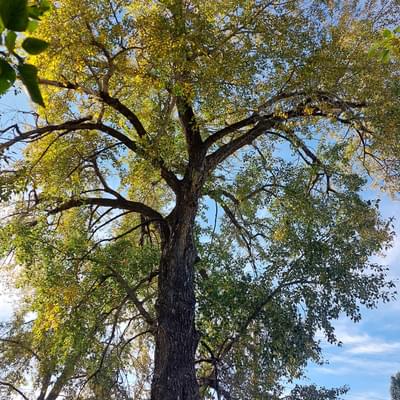 Big poplar