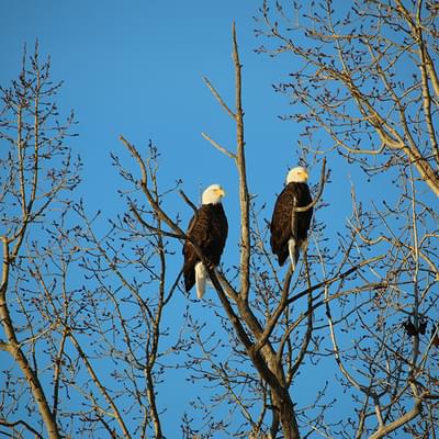 Eagles in tree
