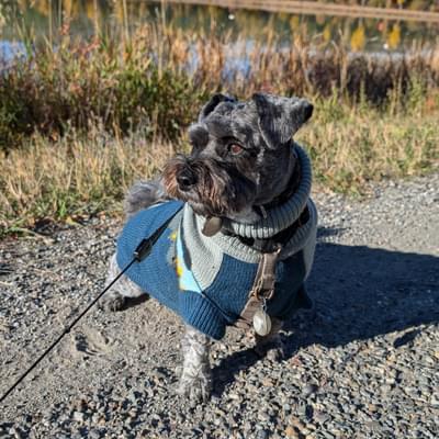Louie Responsible Pet