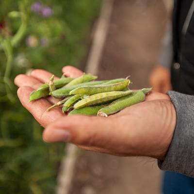 Hand full of Peas