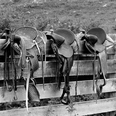 Saddles on fence black and white