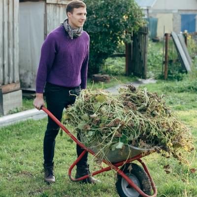 Man with wheelbarrow of leaves